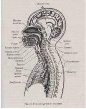 Модуль 7. Анатомическое строение, функции и возрастные особенности органов речи.