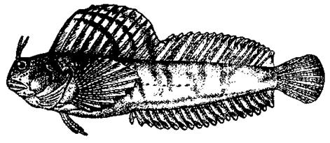 Aidablennius sphynx (Valenciennes, 1836) — морская собачка-сфинкс.