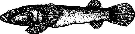 Lepadogaster candollii Risso, 1810 — толсторылая присоска, уточка.