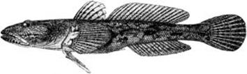 Mesogobius batrachocephalus (Pallas, 1814) — мартовик, бычок-кнут, жаба.