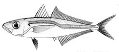 Trachurus mediterraneus (Steindachner, 1868) — средиземноморская (черноморская) ставрида.
