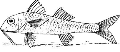 Mullus barbatus Linnaeus, 1758 — султанка, барабулька.