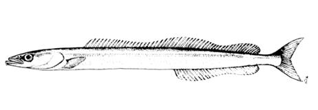 Gymammodytes cicerelus (Rafinesque, 1810) — голая песчанка, пескорой.