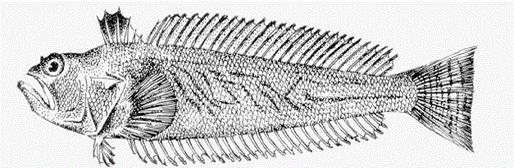Trachinus draco Linnaeus, 1758 — морской дракон, змейка.