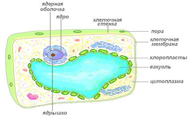 Растительная клетка. Растительная клетка.