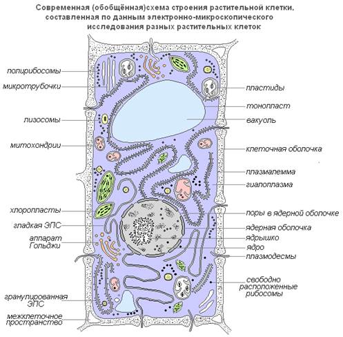 Плазмалемма (наружная клеточная мембрана) - ультрамикроскопическая плёнка толщиной 7,5 нм., состоящая из белков, фосфолипидов и воды. Это очень эластичная плёнка, хорошо смачивающаяся водой и быстро восстанавливающая целостность после повреждения. Имеет универсальное строение, т.е.типичное для всех биологических мембран. У растительных клеток снаружи от клеточной мембраны находится прочная, создающая внешнюю опору и поддерживающая форму клетки клеточная стенка. Она состоит из клетчатки (целлюлозы) - нерастворимого в воде полисахарида.