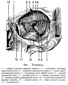 Анатомия органа зрения.