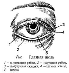 Веки (рис.) ограничивают глазную щель, которая имеет размер 30 х 10—14мм. Такой она становится к 8—10 годам, у новорожденных глазная щель примерно в 2 раза уже, чем у взрослых, Веки относятся к так называемым придаточным частям органа зрения и вместе с тем к защитному аппарату глаза. Они представляют собой две кожные складки, которые с конца 2-го месяца утробной жизни начинают расти навстречу друг другу. Развивающиеся веки вскоре срастаются свободными краями, но к концу 7-го месяца жизни разъединяются вновь и образуют глазную щель. У некоторых животных веки раскрываются после рождения.