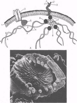 Строение плазмолеммы и цитоскелета эритроцита А — схема.