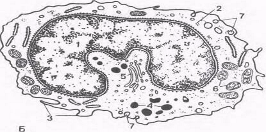 Строение моноцитов Б — схема ультрамикроскопического строения моноцитов (по Н.А.Юриной, Л.С.Румянцевой); В — электронная микрофотография, (по Н.А.Юриной, А.И Радостиной).