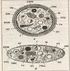 Схема ультраструктуры тромбоцита.