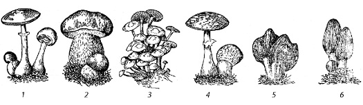 Ядовитые и условно годные грибы.