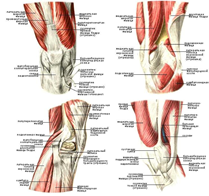 Мышцы и связки правого коленного сустава, внутренние.