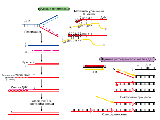 Сохранение концов хромосомы в процессе повторных актов репликации, РНК-затравка изображена волнистой линией.