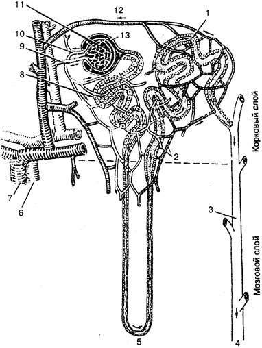 Схема строения и кровоснабжения нефрона.