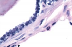 Железистый эпителий дорсолатеральных отделов предстательной железы контрольной крысы (световая микроскопия, увеличение х1000, окраска гематоксилином и эозином).