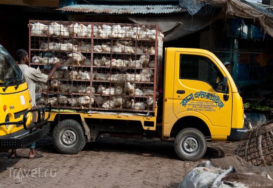 Перевозка автотранспортом. Ветеринарно-санитарные мероприятия при перевозке птицы автомобильным транспортом.
