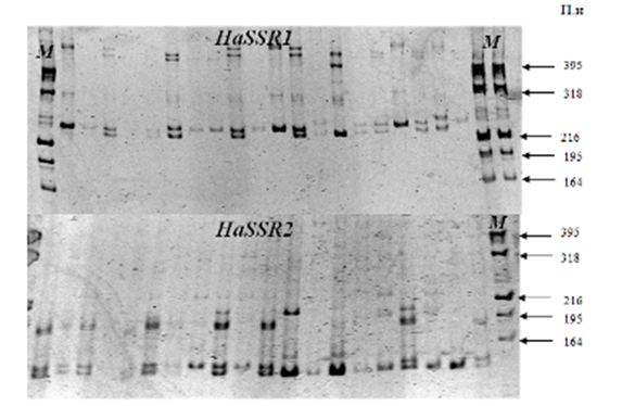SSR-фенотипы хлопковой совки. Электрофореграмма ампликонов H. armigera в 8% ПААГ (ПЦР анализ по двум микросателлитным локусам HaSSR1 и HaSSR3). М-маркеры молекулярных масс, пар нуклеотидов (п.н.).