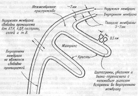 Схема строения митохондрии.