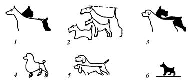 Длина хвоста после ампутации у собак различных пород.