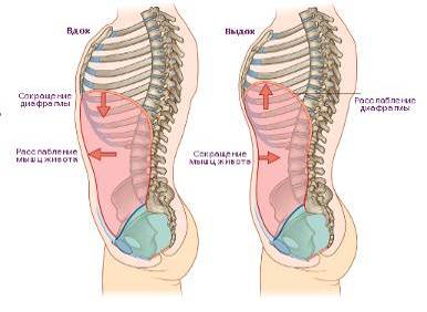 Движение ребер. Ребра образуют подвижные соединения с телами и поперечными отростками позвонков. При поднятии ребер размер грудной клетки увеличивается в переднезаднем и в боковом направлениях. Поднятие ребер происходит за счет сокращения инспираторных мышц. К ним относятся: наружные межреберные, внутренние межхрящевые мышцы.