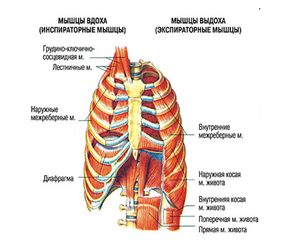 Дыхательные движения. Физиология дыхания.