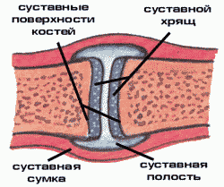 Виды суставов. Анатомия суставов.