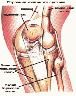 Виды суставов. Анатомия суставов.