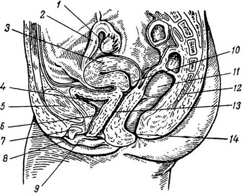 Рис. 6 Продольный срединный разрез женских половых органов 1 — яичник; 2 — маточная труба; 3 — матка; 4 — мочевой пузырь; 5 — срединный разрез тазовой кости; 6 — мочеиспускательный канал; 7 — клитор; 8 — большие половые губы; 9 — малые половые губы; 10 — шейка матки; 11 — прямая кишка; 12 — крестец; 13 — влагалище; 14 — заднепроходное отверстие.