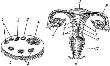 Схематическое изображение продольного разреза яичника (а) и поперечного разреза матки (б). а.
