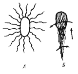 Клетка Salmonella typhimurium в состоянии покоя (А) и при движении (Б). Стрелками показано направление вращения и движения клетки.