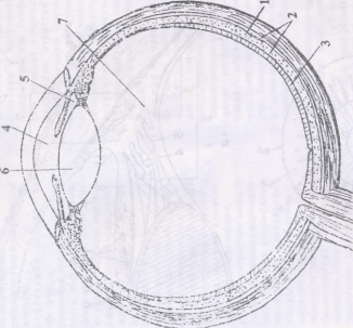 Схема строения глазного яблока (меридиональный разрез правого глаза).