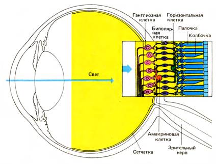 Анатомия глазного яблока (глаза).