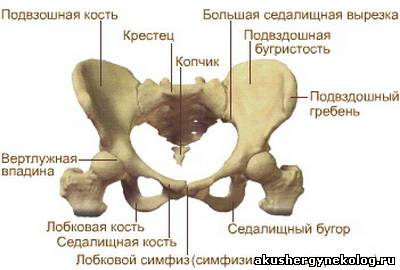 Анатомия. Перелом шейки бедренной кости.