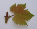 Молодой лист сорта винограда Хара.