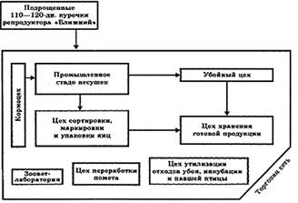 Схема взаимосвязи цехов при производстве яиц по незамкнутому циклу.