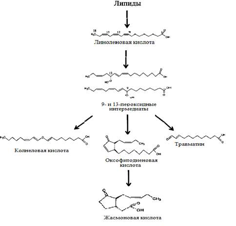 Схема метаболических трансформаций оксилипинов.