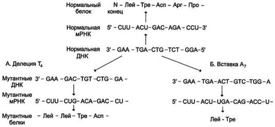 Делеции (А) или вставки (Б) нуклеотидов вызывают мутации со сдвигом .