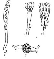 Грибы (mycota или fungi).