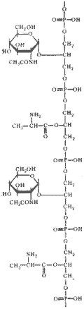 Структурная формула глицеринтейхоевой кислоты. Содержит чередующиеся остатки D-аланина и N-ацетилглюкозамина (по Rose, 1971).