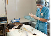 Фиксация животного. Хирургическая операция по удалению инородного тела из просвета 12-ти перстной кишки у кошки.