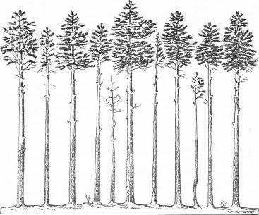 Классификация деревьев в лесу.