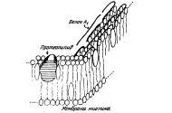 Модель мембраны миелина [3].