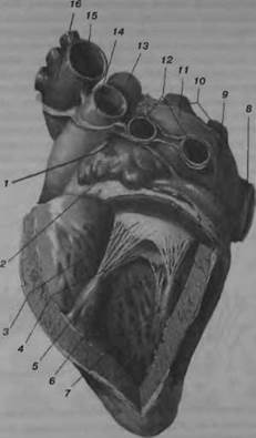 Анатомия сердца. Анатомия сердца.