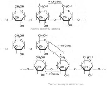 Структура полисахаридов. Полисахариды растений как перспективный источник получения лекарственных средств. Структура, физико-химические свойства, методы анализа.