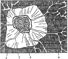 Схема строения домового гриба 1 - грибница (мицелий); 2 - шнуры, жгуты; 3 - плодовое тело, содержащее споры; 4 - гнилая древесина (деструктивная гниль).