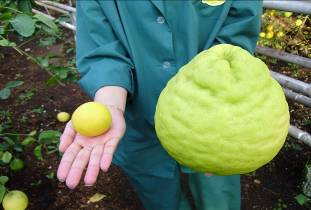 Морфологические различия плодов сортов «Ташкентский» (слева - вес которого составляет 80 гр) и «Юбилейный» (справа - вес которого составляет 1 кг 800 гр).