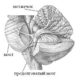 Мозжечок и продолговатый мозг Рис 23. Структуры базальных ганглий.