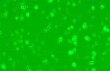 Флуоресцентная микроскопия клеток E.