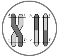 Хромосомная теория наследственности. Особенности строения и функционирования гена.